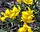 Tulipa sylvestris