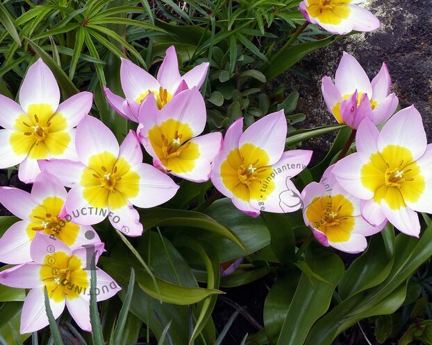 Tulipa bakeri 'Lilac Wonder'