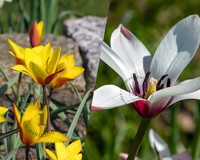 Tulipa Belles Tulipes