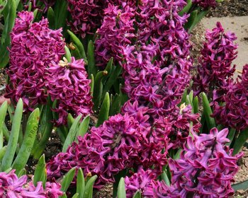 Hyacinthus Paars