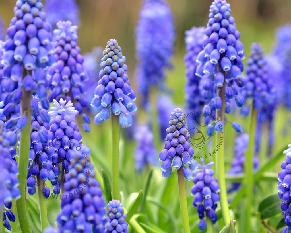 Muscari armeniacum