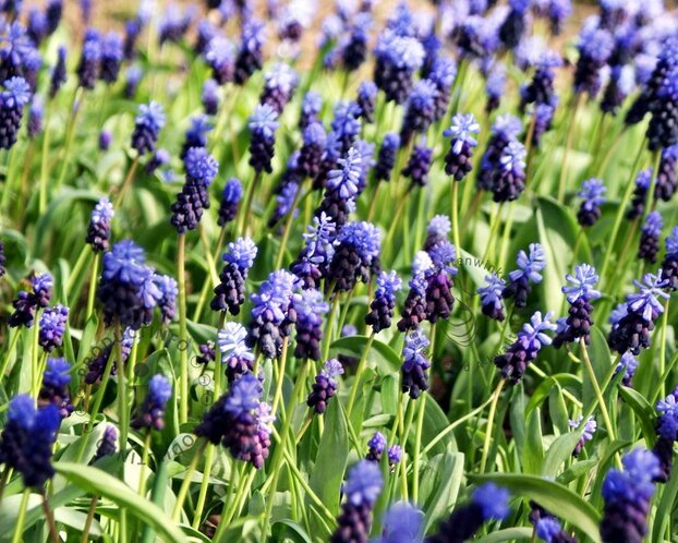 Muscari latifolium