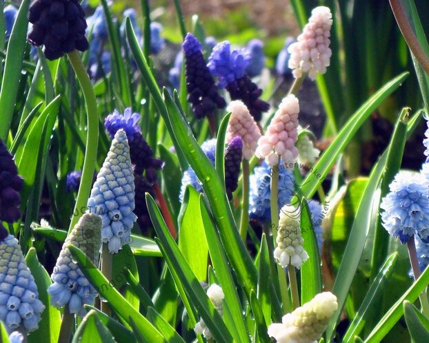 Muscari Magic Mix