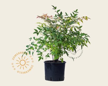 Nandina domestica