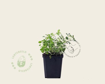 Nepeta faassenii