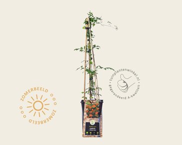 Campsis tagliabuana 'Madame Galen'