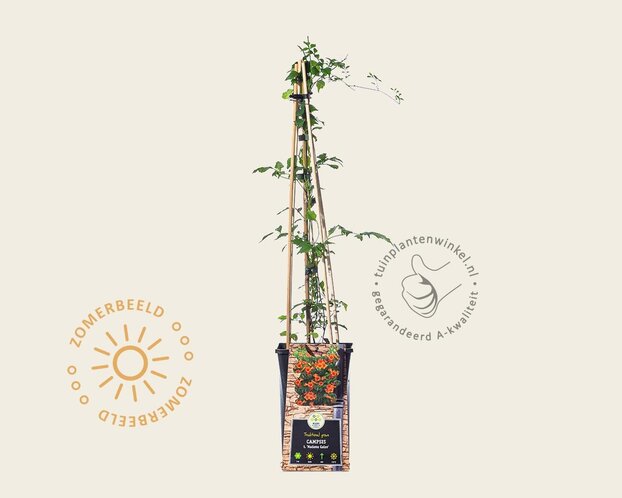 Campsis tagliabuana 'Madame Galen'