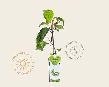 Actinidia deliciosa 'Atlas' (mannelijk)