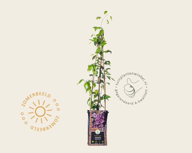 Clematis patens 'Hagley Hybrid'