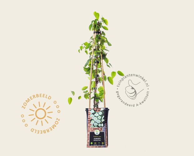 Clematis patens 'Guernsey Cream'