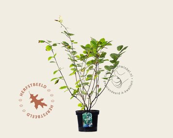 Magnolia sieboldii image