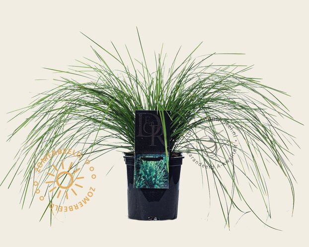 Deschampsia cespitosa