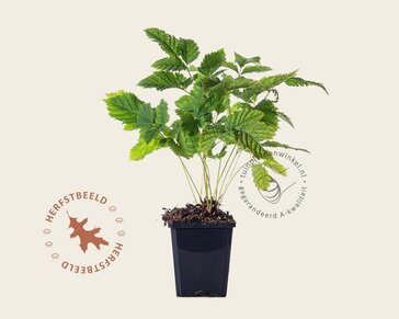 Aruncus dioicus