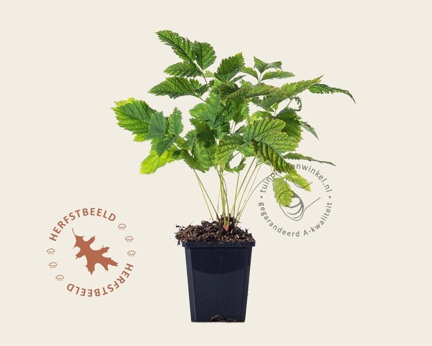 Aruncus dioicus