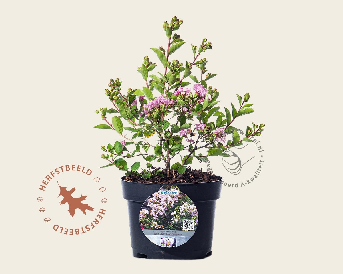 Lagerstroemia indica 'Milaperl' (With Love Babe) | Lagerstroemia |  Tuinplantenwinkel.nl