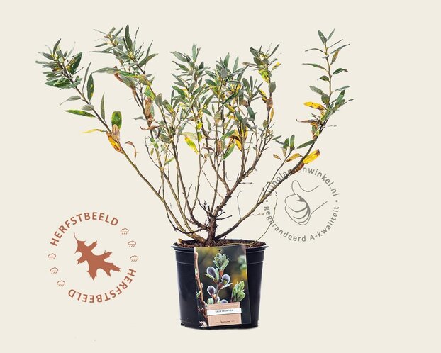 Salix helvetica