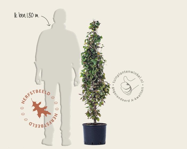Carpinus betulus 'Monumentalis'