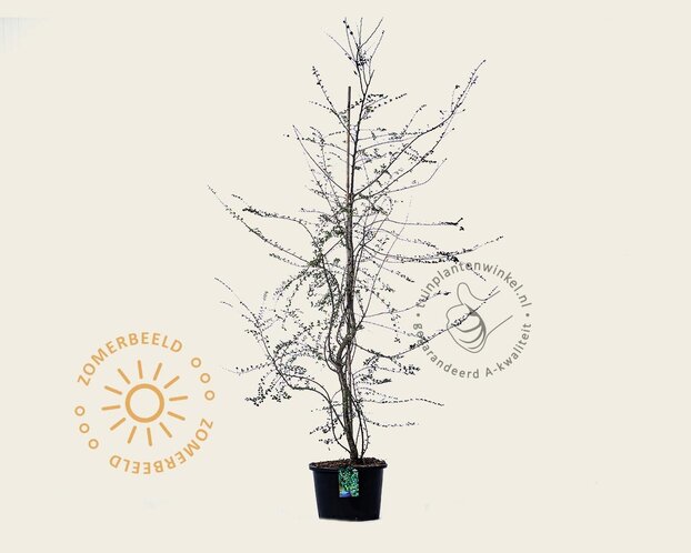 Nothofagus antarctica