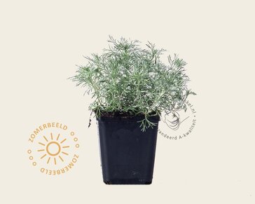 Artemisia schmidtiana 'Nana'