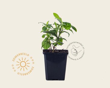 Aster x frikartii 'Mönch'
