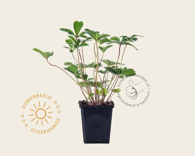 Potentilla nepalensis 'Miss Willmott'
