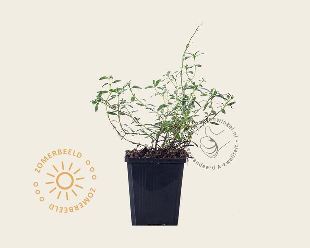 Helianthemum 'Amabile Plenum'