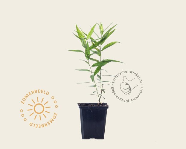 Amsonia tabernaemontana