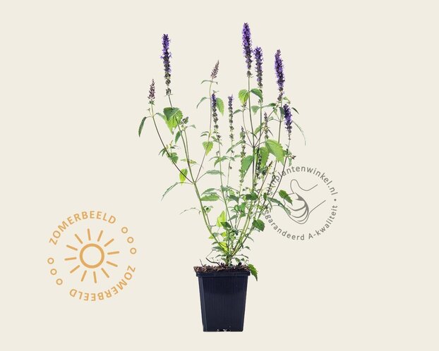 Agastache 'Little Adder'