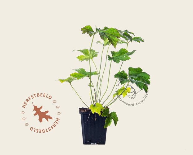 Anemone hybrida 'Hadspen abundance'