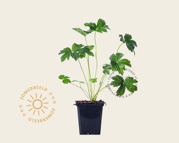 Astrantia major 'Superstar'