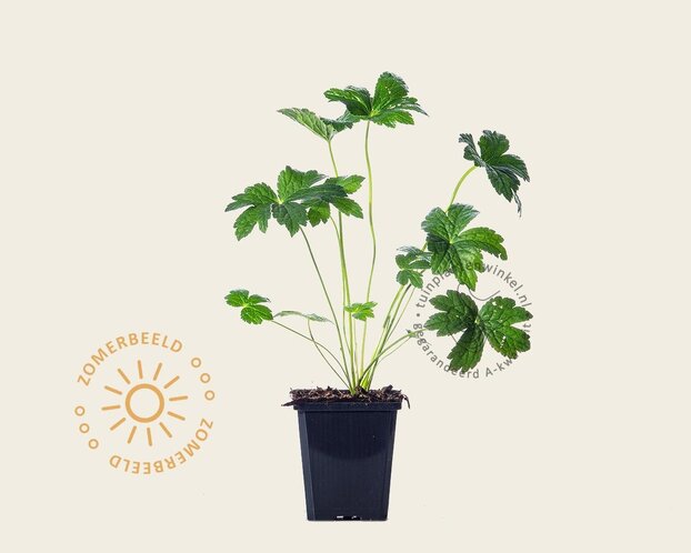 Astrantia major 'Superstar'