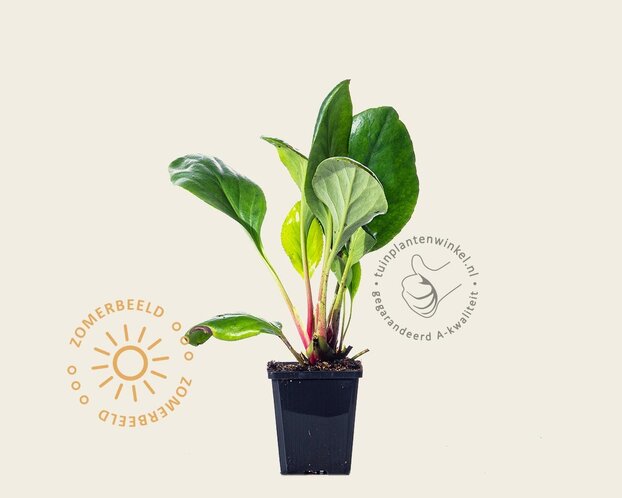 Bergenia 'Bressingham White'