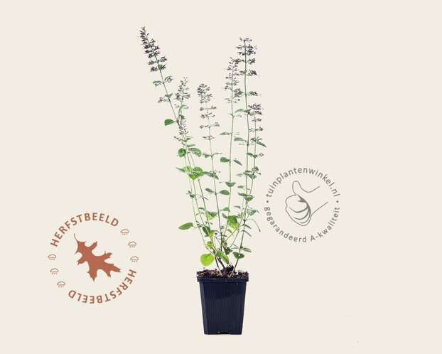Calamintha nepeta 'Blue Cloud'
