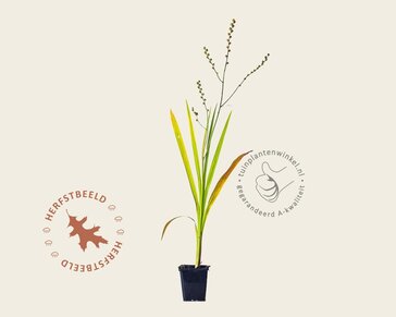 Crocosmia crocosmiiflora 'George Davidson'