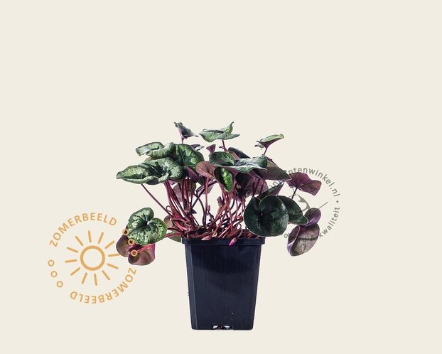 Cyclamen coum