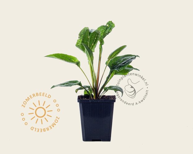 Echinacea purpurea 'Magnus'