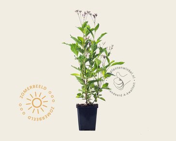 Eupatorium dubium 'Baby Joe'