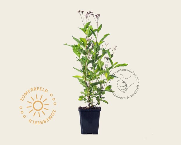 Eupatorium dubium 'Baby Joe'