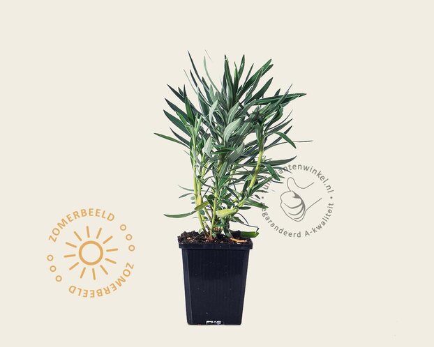 Euphorbia characias ssp. wulfenii