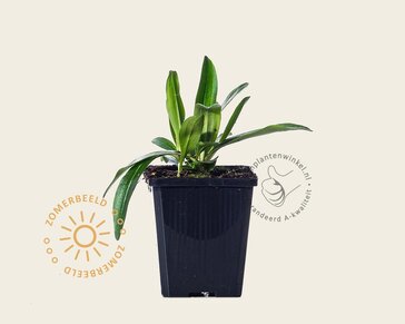 Gentiana dahurica