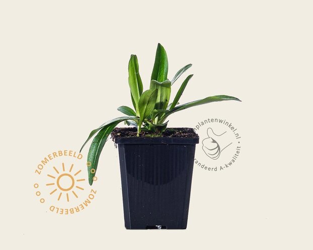 Gentiana dahurica