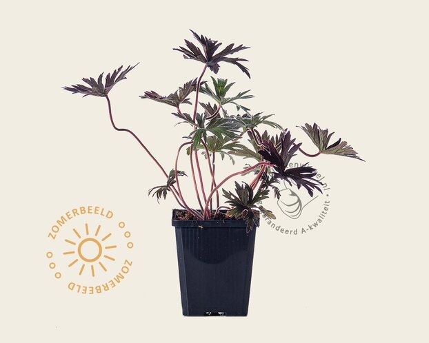 Geranium pratense 'Midnight Reiter'