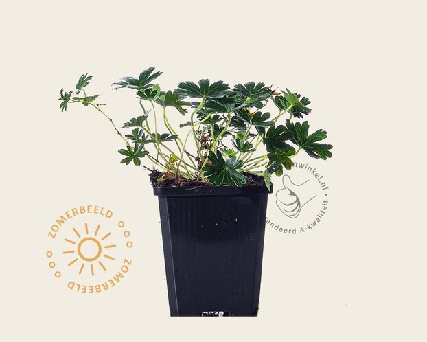 Geranium sanguineum 'Max Frei'