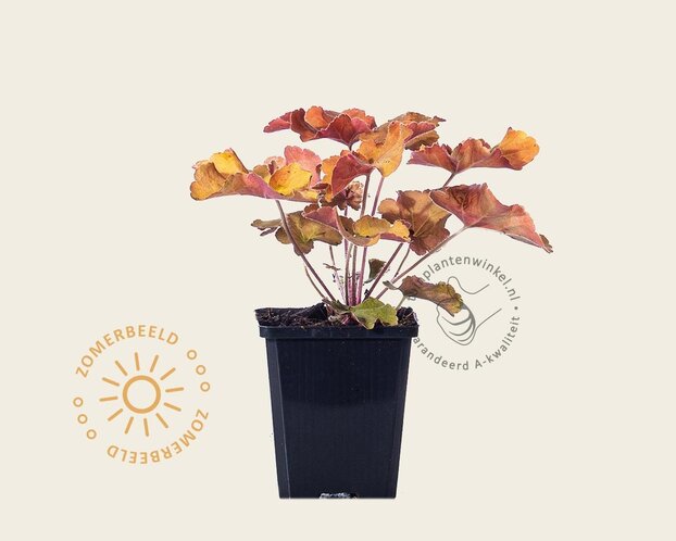 Heuchera 'Caramel'