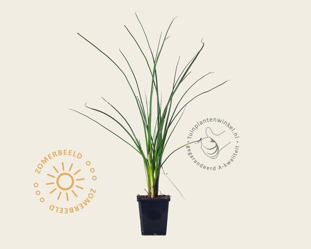 Kniphofia 'Mango Popsicle'