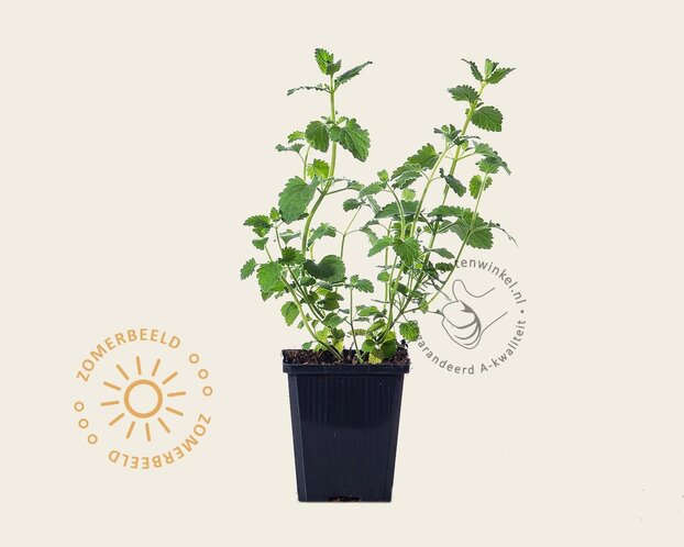Nepeta faassenii 'Junior Walker'