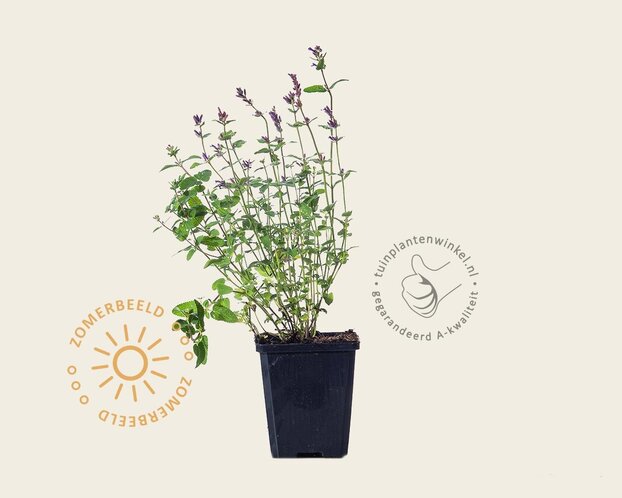 Nepeta racemosa 'Grog'