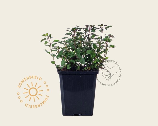 Origanum laevigatum 'Herrenhausen'