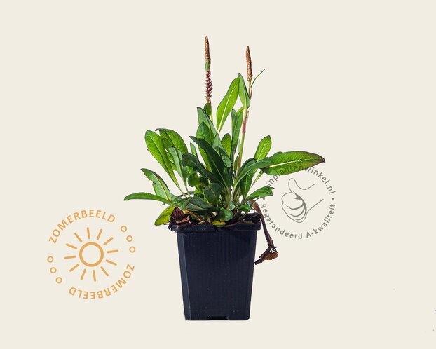 Persicaria affinis 'Darjeeling Red'