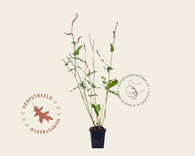 Persicaria amplexicaulis 'Pink Elephant'